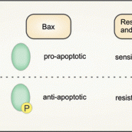 Phosphorylation switches Bax from promoting to inhibiting apoptosis thereby increasing drug resistance