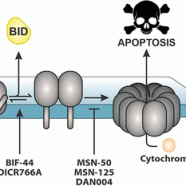 Pharmacological Targeting of Executioner Proteins: Controlling Life and Death