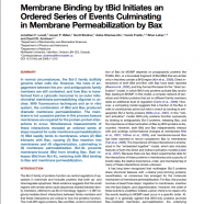 Membrane Binding by tBid Initiates an Ordered Series of Events Culminating in Membrane Permeabilization by Bax