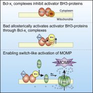 Allosteric Regulation of BH3 Proteins in Bcl-xL Complexes Enables Switch-like Activation of Bax