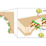 An amphipathic Bax core dimer forms part of the apoptotic pore wall in the mitochondrial membrane